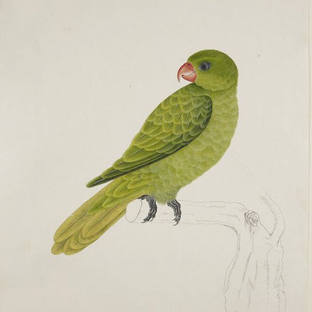 Green Parrot Earring
